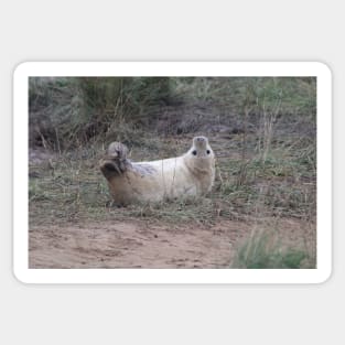 grey seal pup in cute pose Sticker